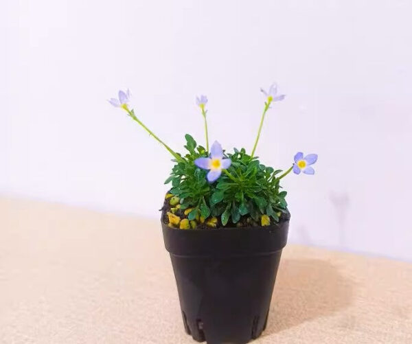 北美藍花耳草 Houstonia caerulea：圖片 2