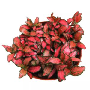 火焰網紋草 Mini Red Veined (Fittonia Albivenis) (直徑5-10cm)