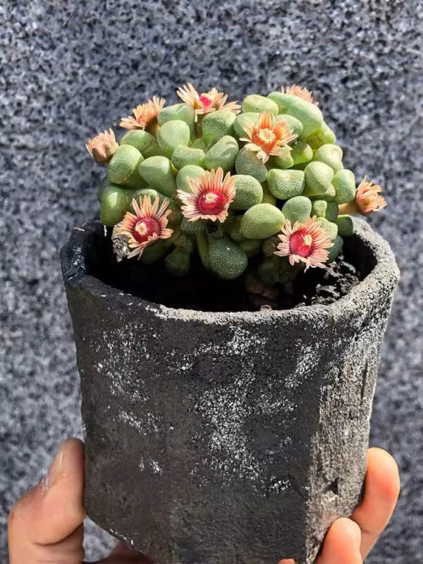 唐扇 Living stone (Aloinopsis schooneesii) (3-4cm)：圖片 3