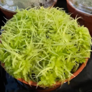 活水苔 泥炭蘚 Fresh Sphagnum Moss (Sphagnum palustre)