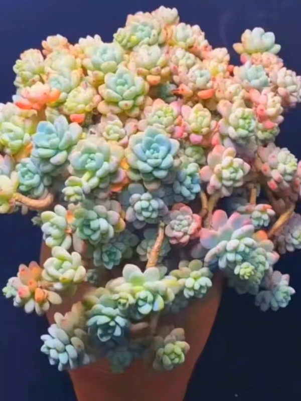 勞爾 Sedum clavatum：圖片 2