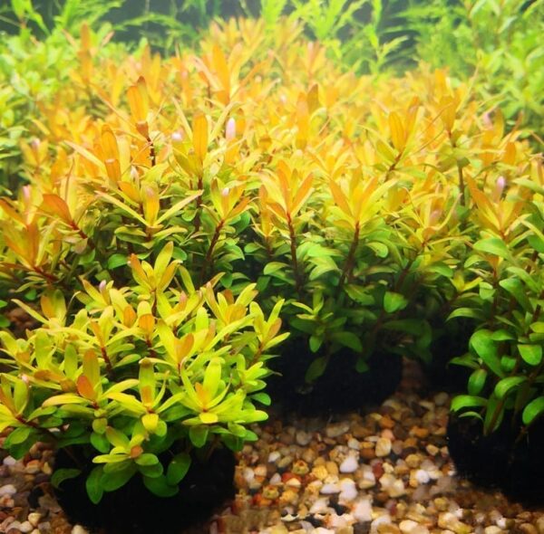 西非黃金柳 Ammannia Pedicellata 'Golden'：圖片 2