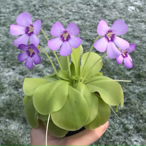 緹娜捕蟲堇 Butterwort (Pinguicula Tina) (直徑3-5cm)：圖片 3