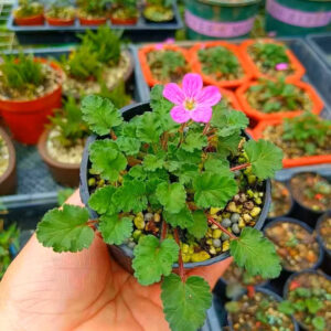 紫花姬風露草 Erodium variabile