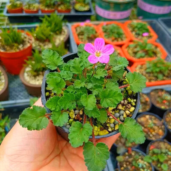 紫花姬風露草 Erodium variabile