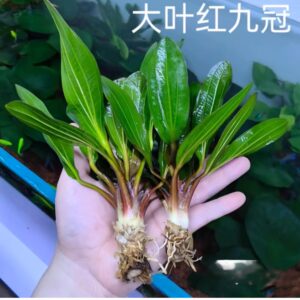 大葉紅九冠 Red Rubin (Echinodorus rubin)