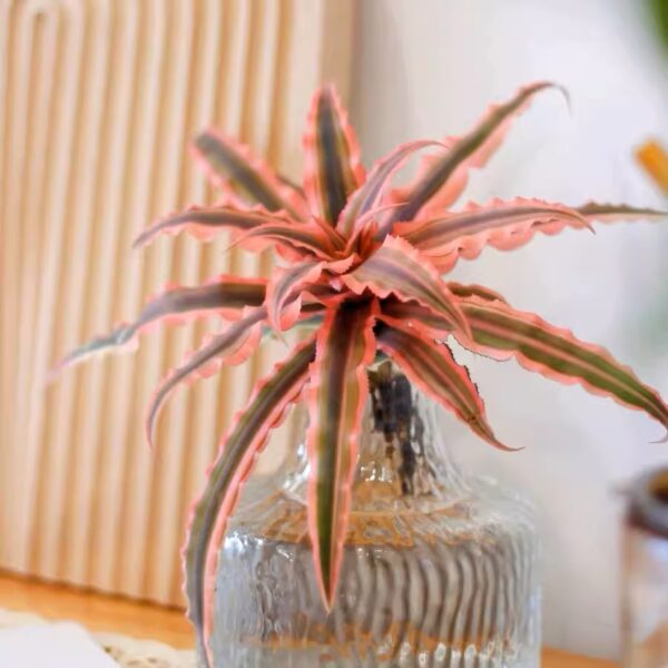 絨斑姬鳳梨 Cryptanthus bivittatus 'Pink Starlite' (8-10cm)