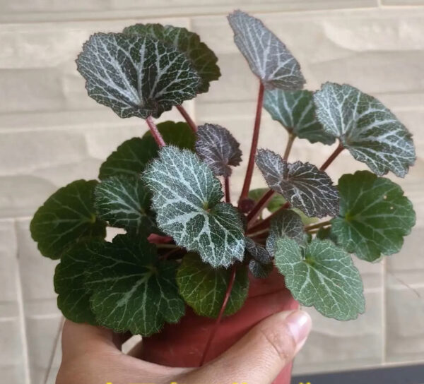 虎耳草 Strawberry Begonia (Saxifraga stolonifera)：圖片 4