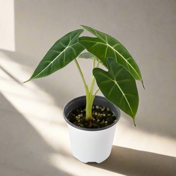 絨葉觀音蓮/綠天鵝絨海芋 Green Velvet (Alocasia micholitziana 'Frydek')：圖片 2