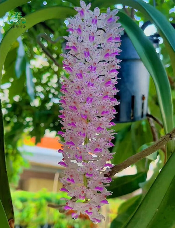 海南鑽喙蘭 Rhynchostylis gigantea：圖片 2