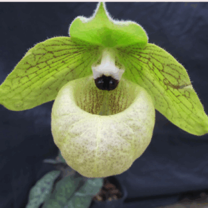 綠色拖鞋蘭/兜蘭屬 Paphiopedilum (Green)