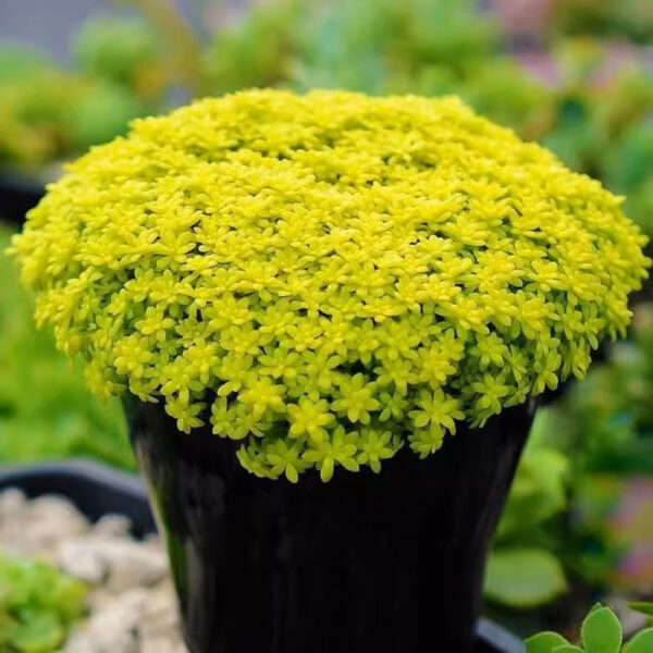 薄雪萬年草 Sedum hispanicum (Golden Sedum)：圖片 3