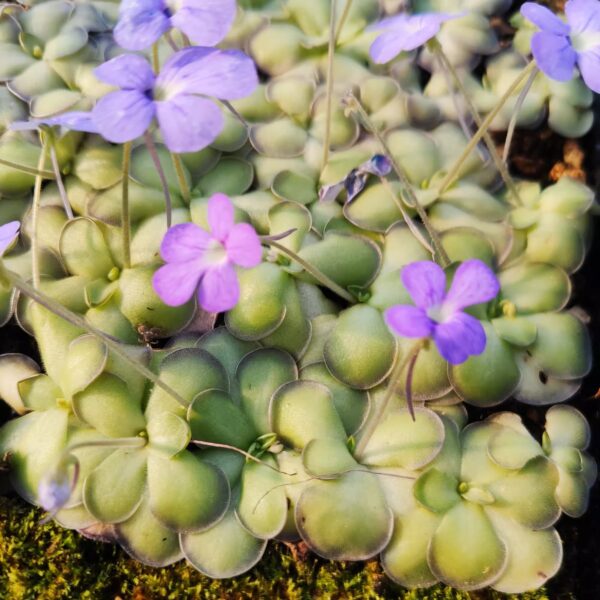 圓切捕蟲堇 Pinguicula cyclosecta：圖片 2