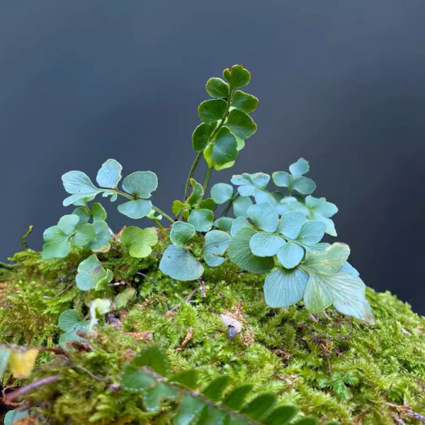 鐵角蕨鳳尾草 Mini Maidenhair spleenwort