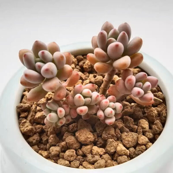 綠豆石蓮花 Echeveria amoena 'Microcalyx'