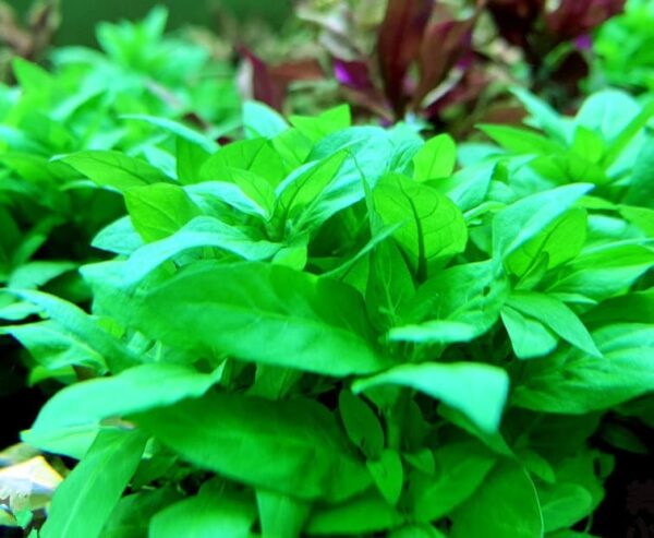 南美叉柱花  Staurogyne repens