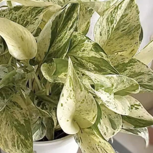 大理石紋黃金葛 Pothos "Marble Queen"：圖片 3