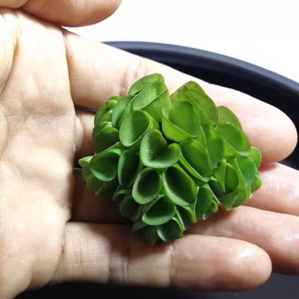 肚兜萍 Salvinia cucullata：圖片 3
