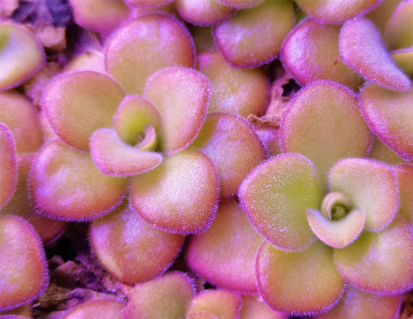 純真捕蟲堇 Pinguicula agnata (直徑3-5cm)：圖片 3