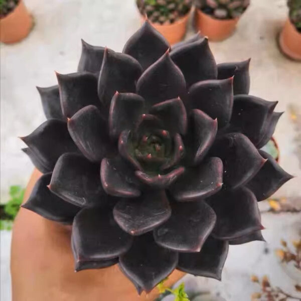 黑王子石蓮花 Echeveria 'Black Prince'