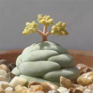 托尼 Crassula alstonii