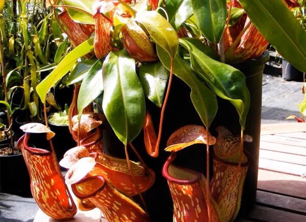 蓋亞豬籠草 Nepenthes 'Gaia'：圖片 2