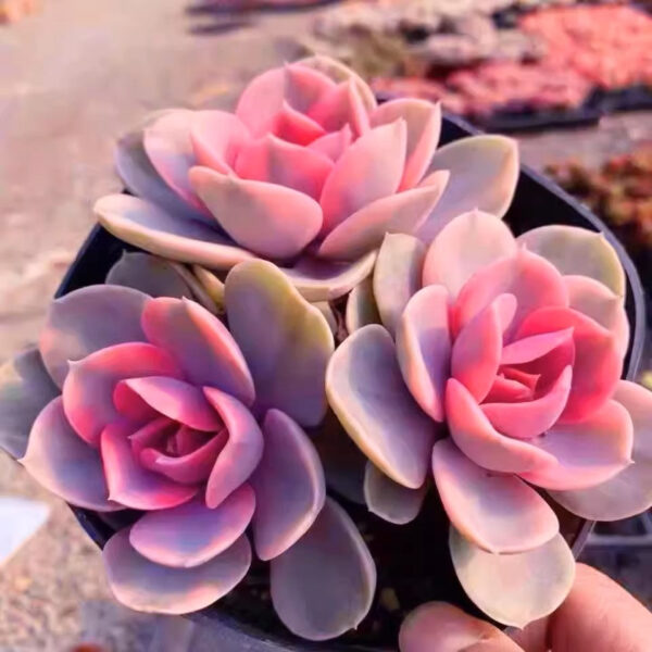 彩虹石蓮花 Echeveria 'Rainbow'