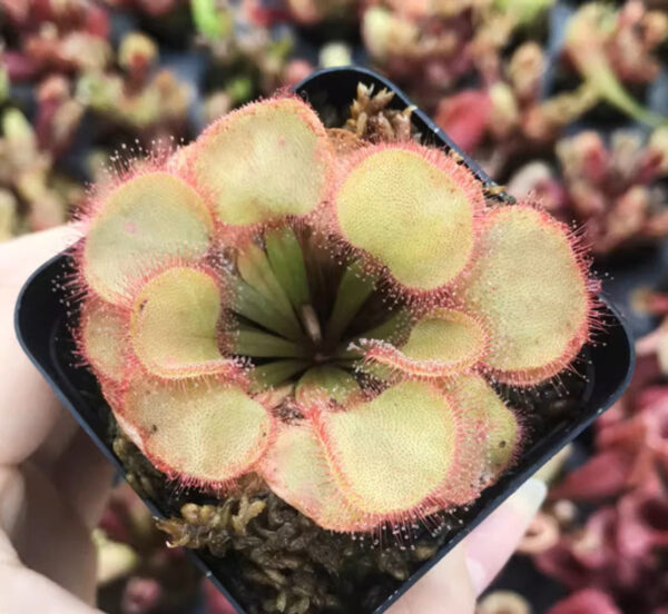 大肉餅毛氈苔茅膏菜 Drosera falconeri：圖片 3