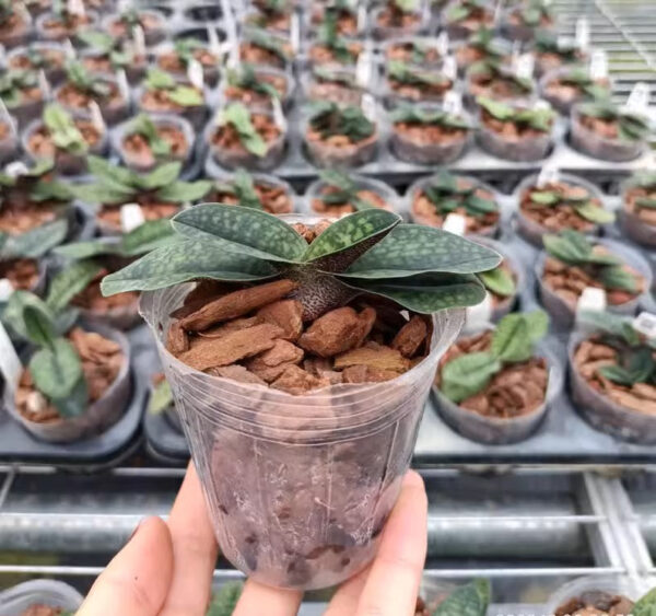 綠色拖鞋蘭/兜蘭屬 Paphiopedilum (Green)：圖片 2