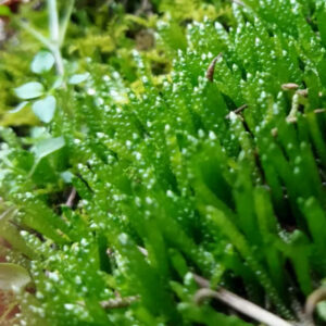 鼠尾蘚 Myuroclada Moss (Myuroclada maximowiczii)