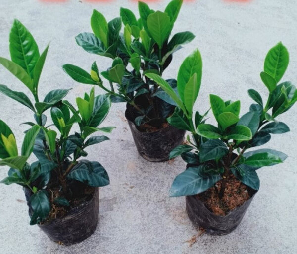 梔子花   Gardenia jasminoides：圖片 2