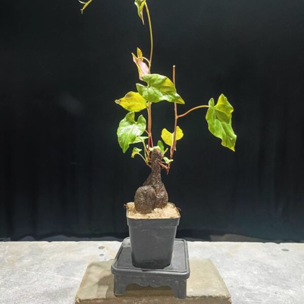 何首烏 Chinese knotweed mini bonsai (Fallopia multiflora)：圖片 2