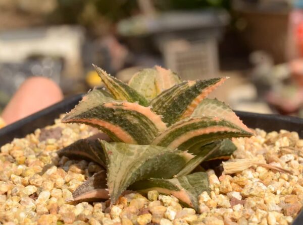 十二卷屬龍鱗 Venstertjie (Haworthia venosa ssp. tessellata) (直徑3-5cm)：圖片 5