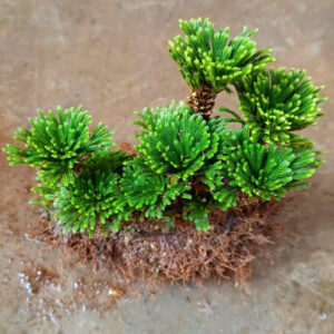 九死還魂草墊狀卷柏 Selaginella pulvinata