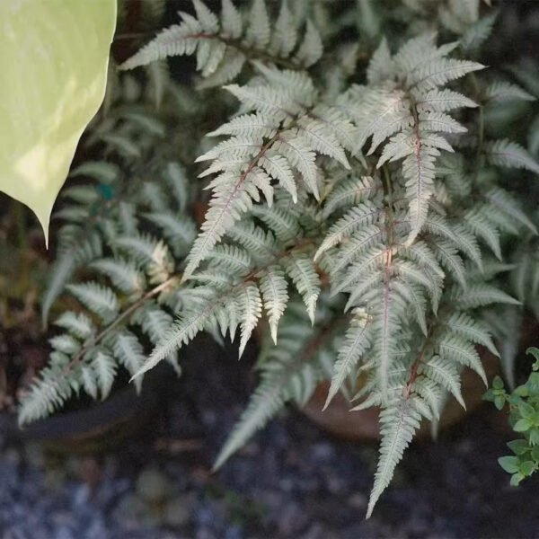 日本安蕨/日本蹄盖蕨 Japanese Painted Fern (Athyrium niponicum var. pictum)：圖片 3