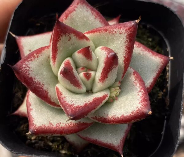 天狼星石蓮花 Echeveria agavoides 'Sirius'