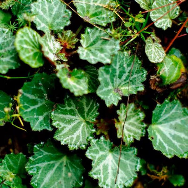 虎耳草 Strawberry Begonia (Saxifraga stolonifera)