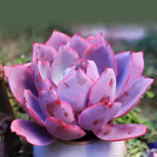 晚霞石蓮花 Echeveria afterglow：圖片 2