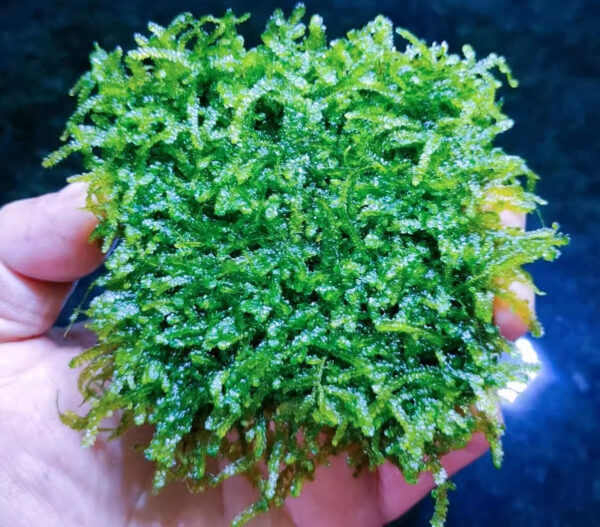垂淚莫斯 Weeping Moss (Vesicularia ferriei)：圖片 3