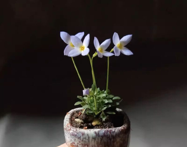 北美藍花耳草 Houstonia caerulea