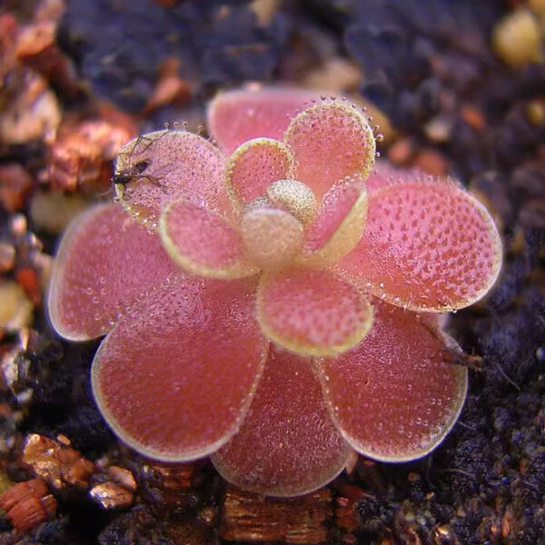 弗洛里捕蟲堇 Butterworts (Pinguicula 'Florian')