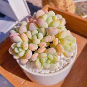 勞爾 Sedum clavatum