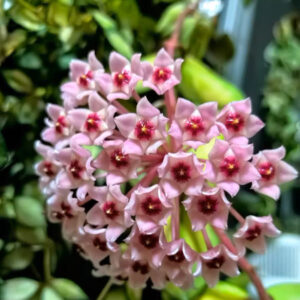 綠葉球蘭內錦 Hoya carnosa 'Krimson princess'