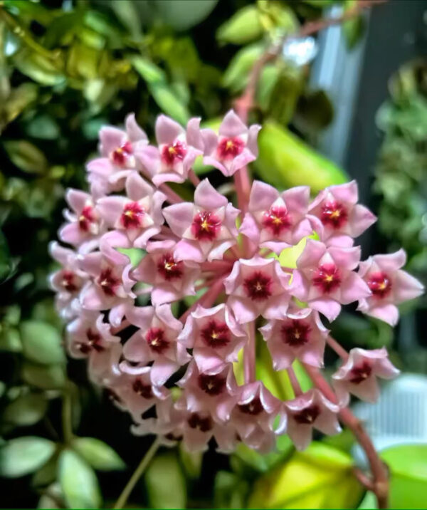 綠葉球蘭內錦 Hoya carnosa 'Krimson princess'