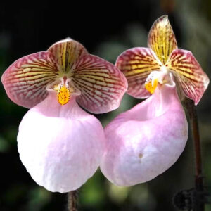 粉色拖鞋蘭/兜蘭屬 Paphiopedilum (Pink)