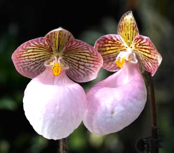 粉色拖鞋蘭/兜蘭屬 Paphiopedilum (Pink)