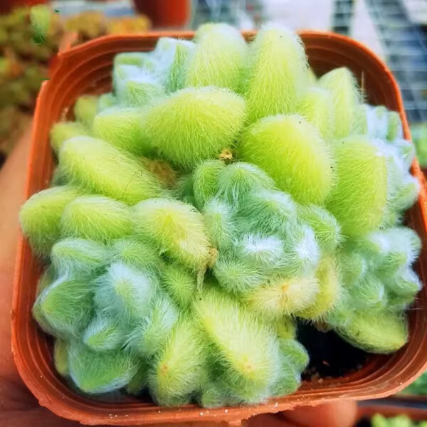 信東尼 Stonecrop (Sedum hintonii) (直徑1-2cm)