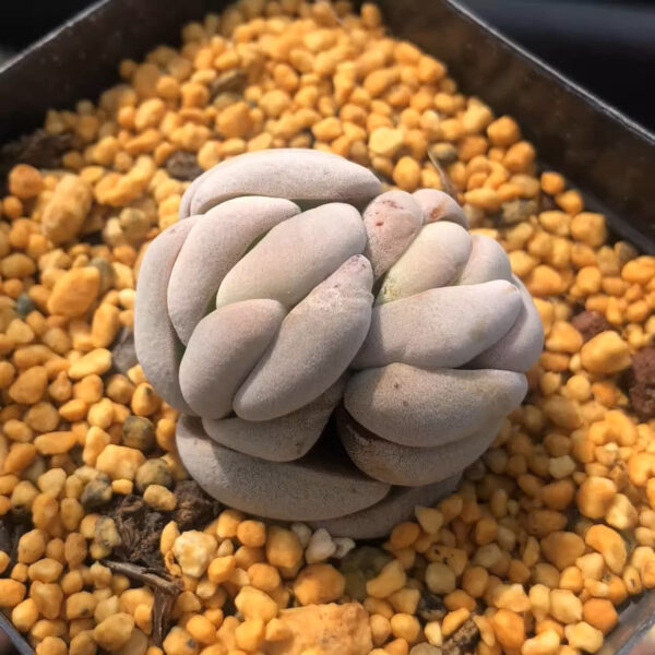 托尼 Crassula alstonii：圖片 2