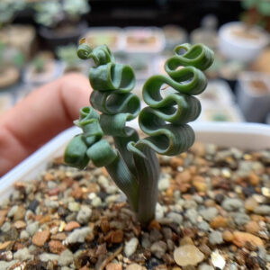 海帶彈簧草 Trachyandra tortilis