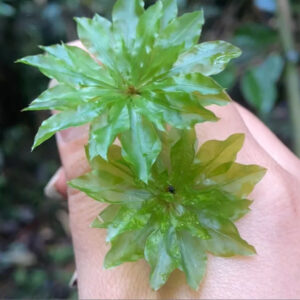 暖地大葉蘚 Umbrella Moss (Rhodobryum giganteum)